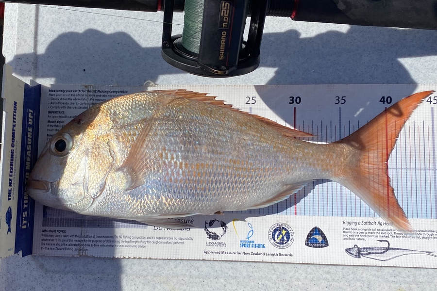 Ian Pedersen caught this 40.0cm Snapper at Coromandel during The Export NZ Fishing Competition