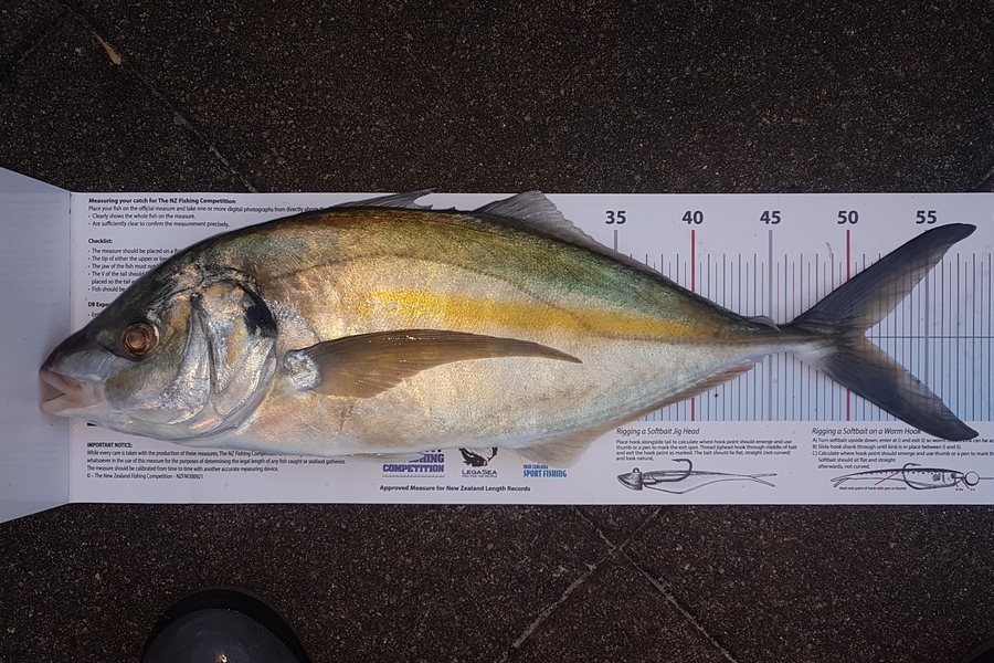 Paul  Alexander caught this 51.0cm Trevally at Northland during The Export NZ Fishing Competition