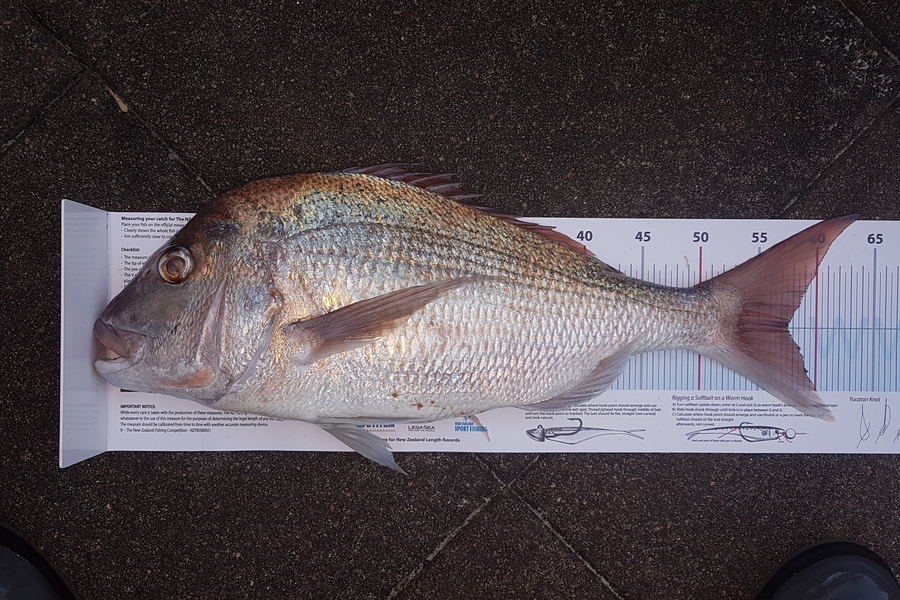 Paul  Alexander caught this 57.5cm Snapper at Northland during The Export NZ Fishing Competition