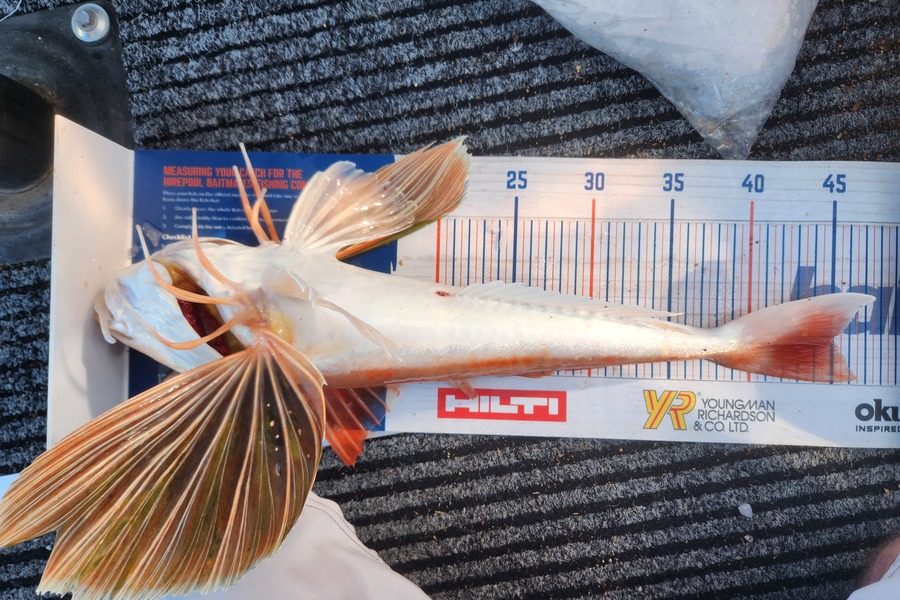 Dean Cameron caught this 45.0cm Gurnard at Taranaki during The Export NZ Fishing Competition