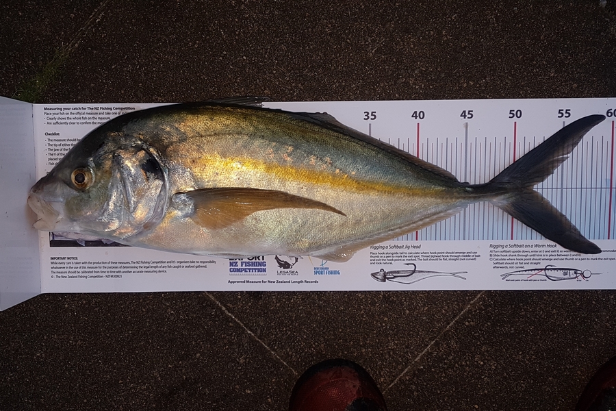 Paul  Alexander caught this 52.0cm Trevally at Northland during The Export NZ Fishing Competition
