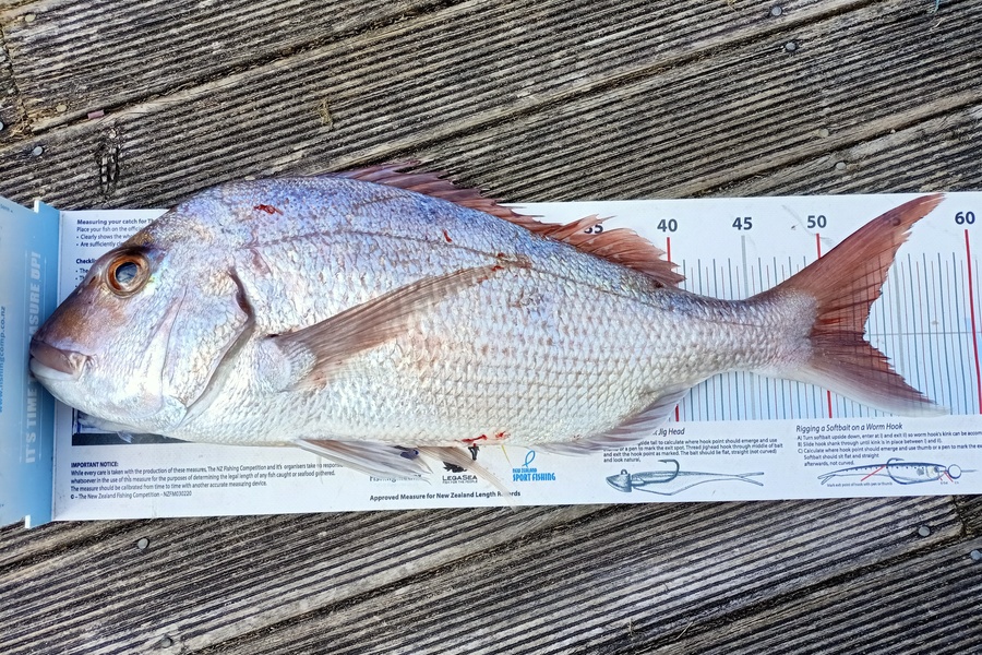 Nicole  Frood caught this 52.5cm Snapper at Northland during The Export NZ Fishing Competition