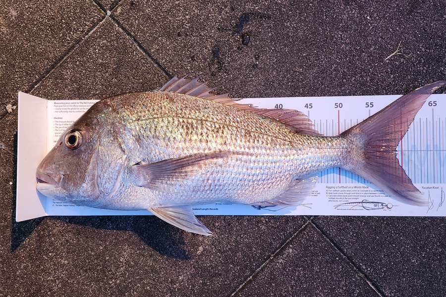 Amanda  Alexander  caught this 58.5cm Snapper at Northland during The Export NZ Fishing Competition