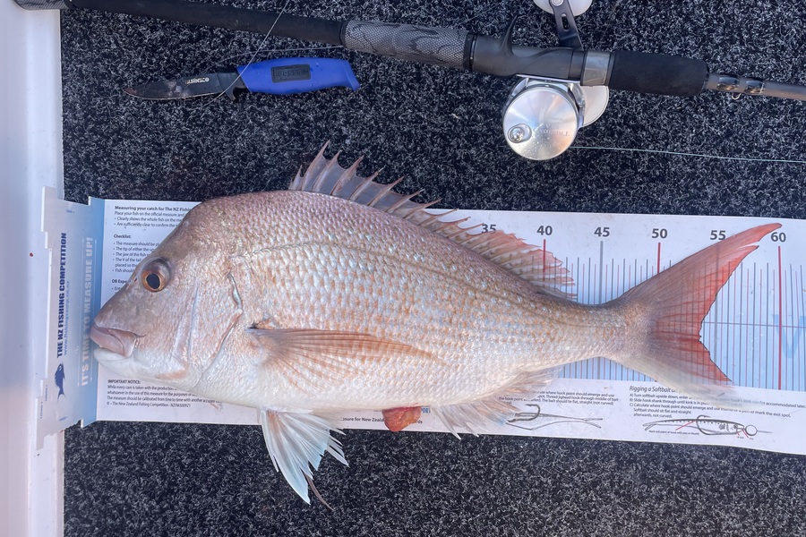 James McLean caught this 53.5cm Snapper at Coromandel during The Export NZ Fishing Competition