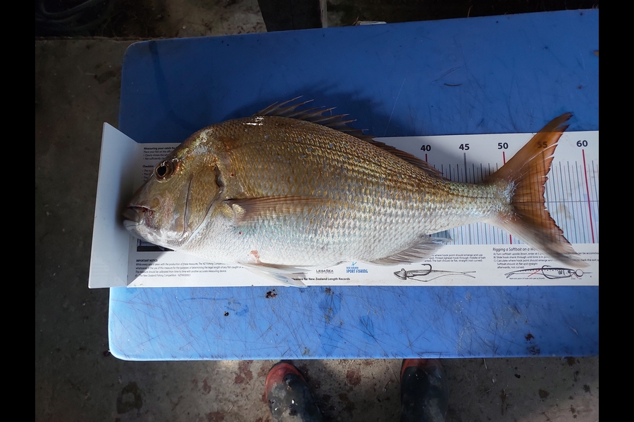 Frank Steiner  caught this 54.5cm Snapper at Northland during The Export NZ Fishing Competition