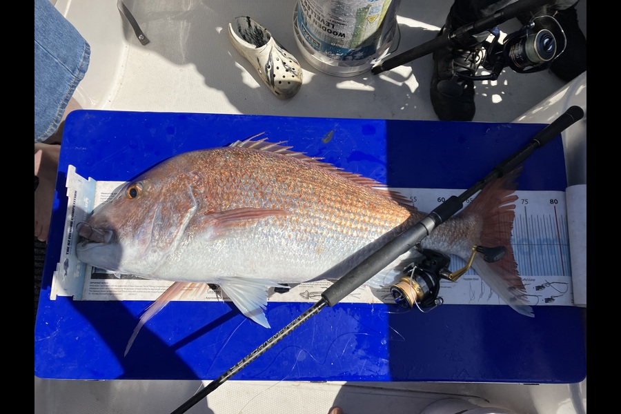 Darren Bugg caught this 71.5cm Snapper at Hauraki Gulf during The Export NZ Fishing Competition