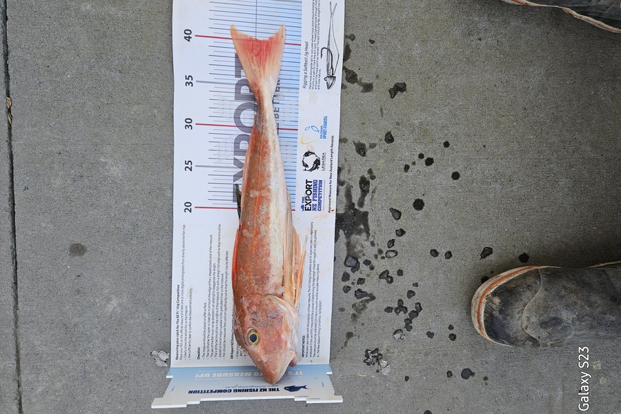 Joe Buhagiar caught this 40.0cm Gurnard at Auckland during The Export NZ Fishing Competition