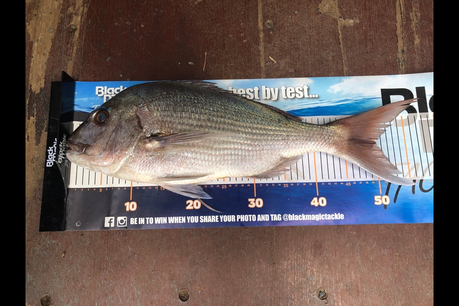 Phil Shields caught this 49.5cm Snapper at Northland during The Export NZ Fishing Competition