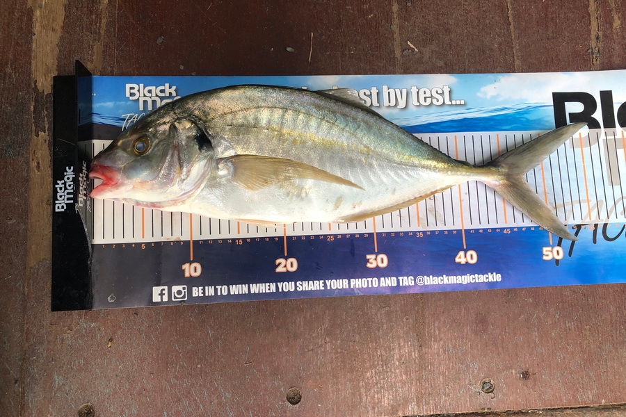 Phil Shields caught this 47.0cm Trevally at Northland during The Export NZ Fishing Competition