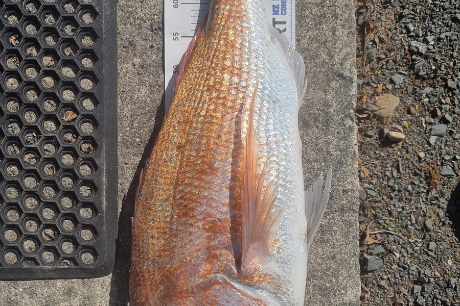 Andrew  Graham  caught this 75.5cm Snapper at Coromandel during The Export NZ Fishing Competition