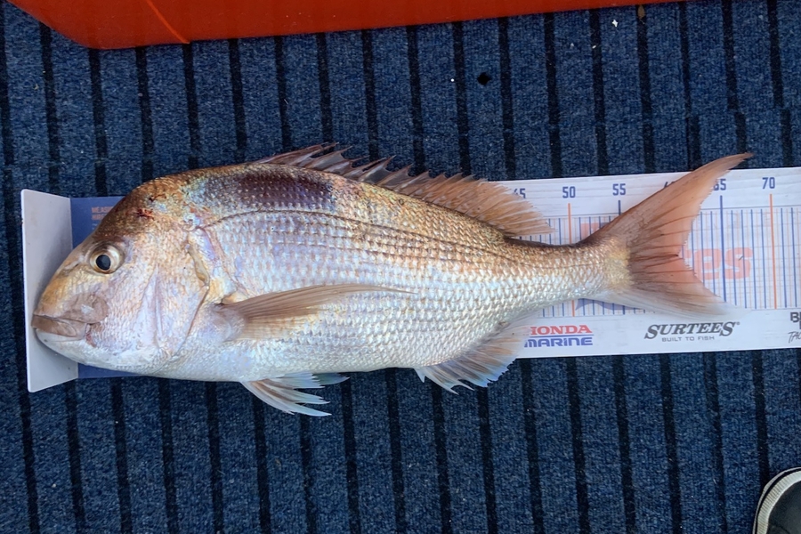 Amber Raudon caught this 60.5cm Snapper at Auckland during The Export NZ Fishing Competition