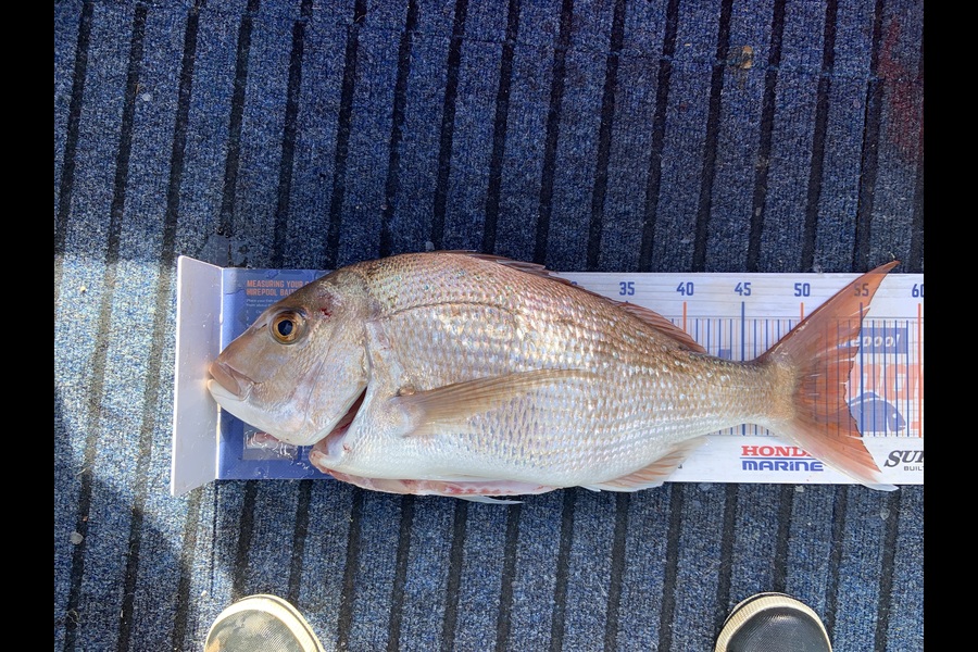 Amber Raudon caught this 53.5cm Snapper at Auckland during The Export NZ Fishing Competition