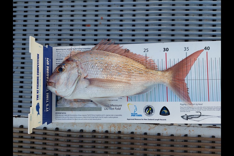 Janet Attwood caught this 34.0cm Snapper at Northland during The Export NZ Fishing Competition