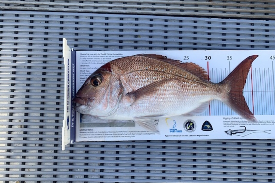 Stephen Attwood caught this 37.5cm Snapper at Northland during The Export NZ Fishing Competition