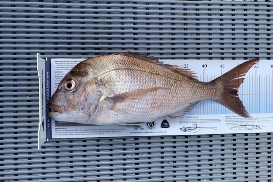 Stephen Attwood caught this 49.5cm Snapper at Northland during The Export NZ Fishing Competition