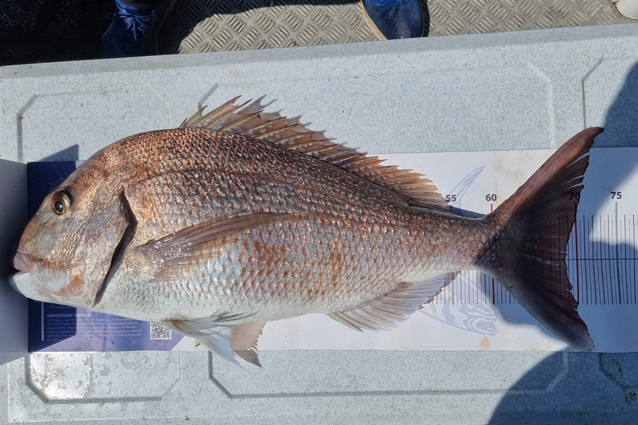 Neil Millar caught this 68.5cm Snapper at Auckland during The Export NZ Fishing Competition