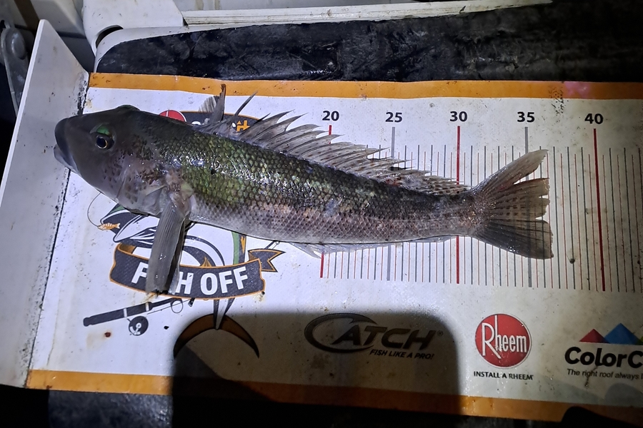 Jeremy Andrews-Subritzky caught this 36.0cm Blue Cod at Auckland during The Export NZ Fishing Competition