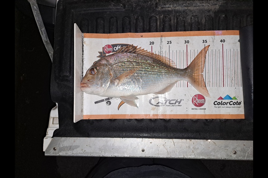 Jeremy Andrews-Subritzky caught this 33.5cm Snapper at Auckland during The Export NZ Fishing Competition