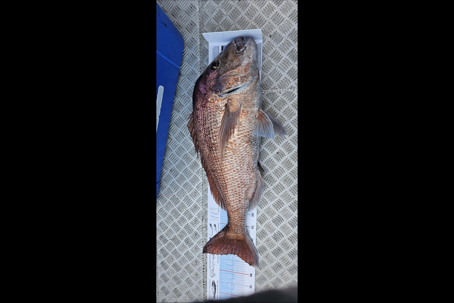 Denise Wong-Kam caught this 82.0cm Snapper at Auckland during The Export NZ Fishing Competition
