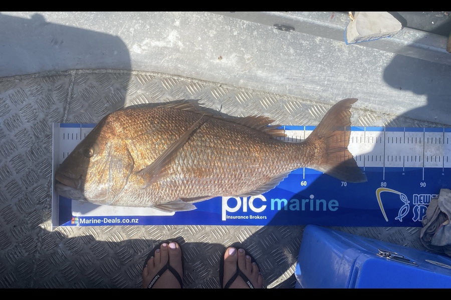 Percy  Cooper caught this 70.5cm Snapper at Northland during The Export NZ Fishing Competition