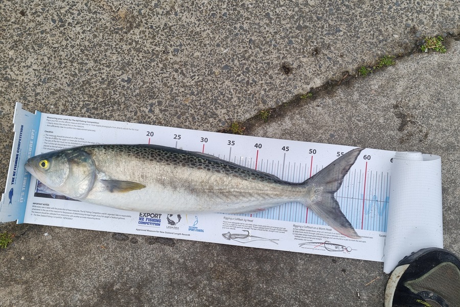 Jeremy Coakley caught this 54.5cm Kahawai at Auckland during The Export NZ Fishing Competition