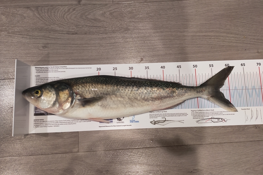 Chunny Krong caught this 56.5cm Kahawai at Canterbury during The Export NZ Fishing Competition