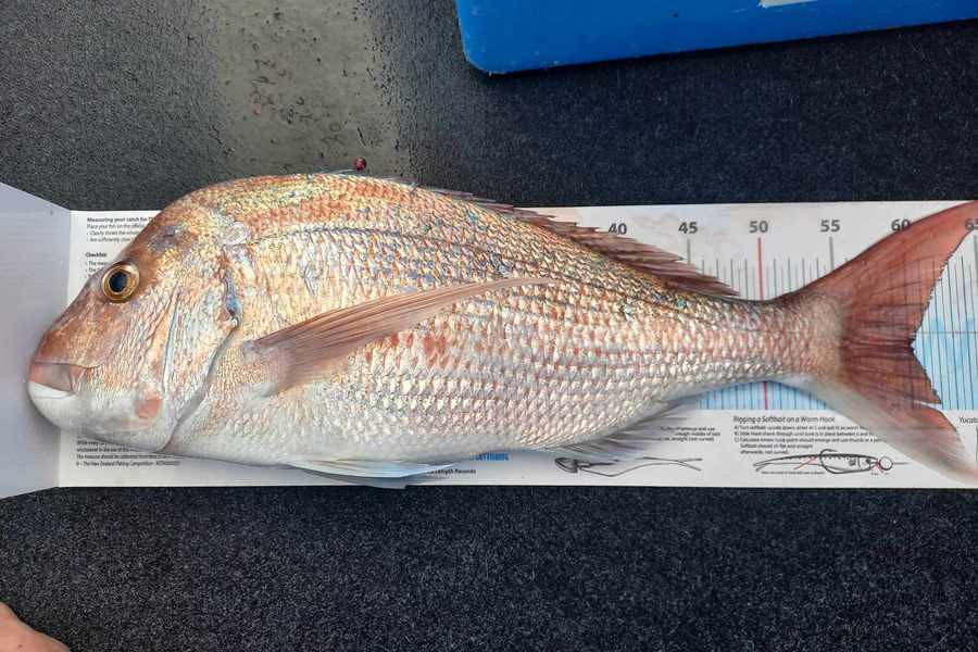 Michelle Venables caught this 60.0cm Snapper at Northland during The Export NZ Fishing Competition