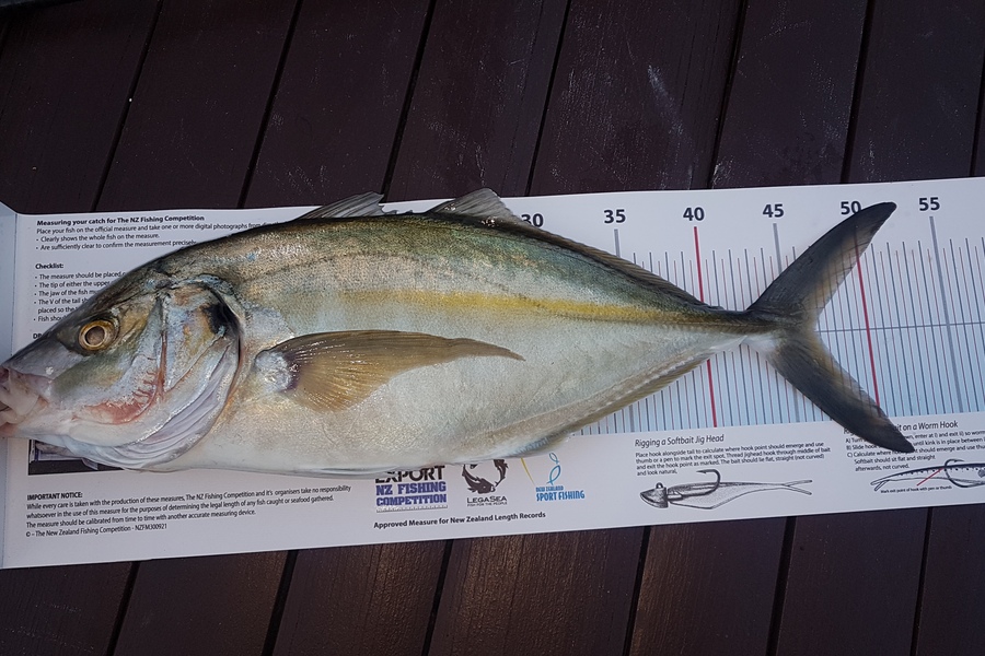 Paul  Alexander caught this 46.5cm Trevally at Northland during The Export NZ Fishing Competition
