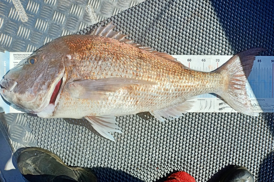 Nicole  Frood caught this 80cm Snapper at Northland during The Export NZ Fishing Competition