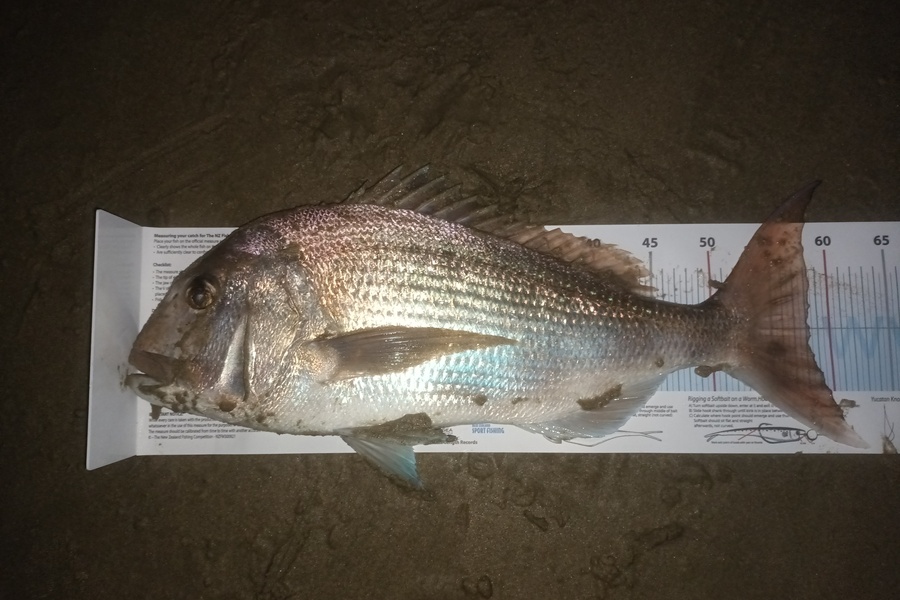 John Currie caught this 58.0cm Snapper at Northland during The Export NZ Fishing Competition