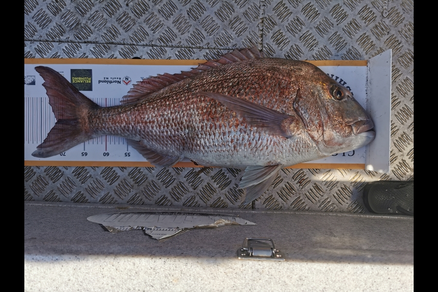 Mark Sorensen caught this 71cm Snapper at Northland during The Export NZ Fishing Competition