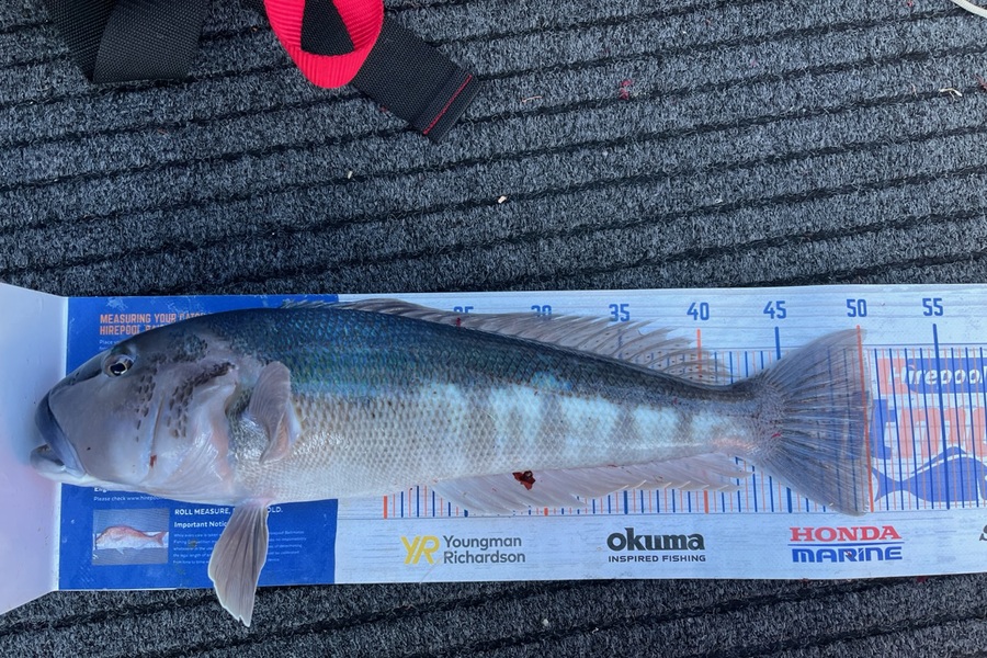 Sam Macklin caught this 50.5cm Blue Cod at Canterbury during The Export NZ Fishing Competition