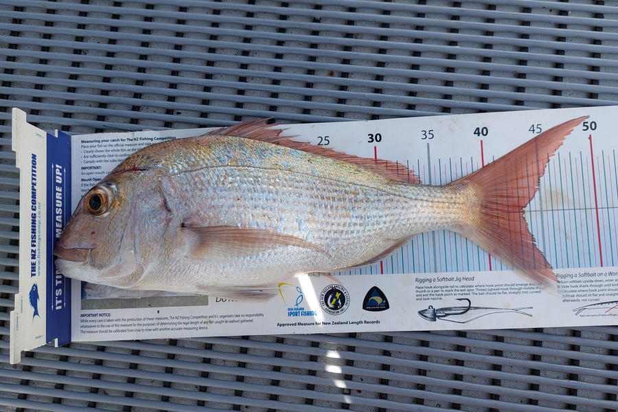 Janet Attwood caught this 43.0cm Snapper at Northland during The Export NZ Fishing Competition