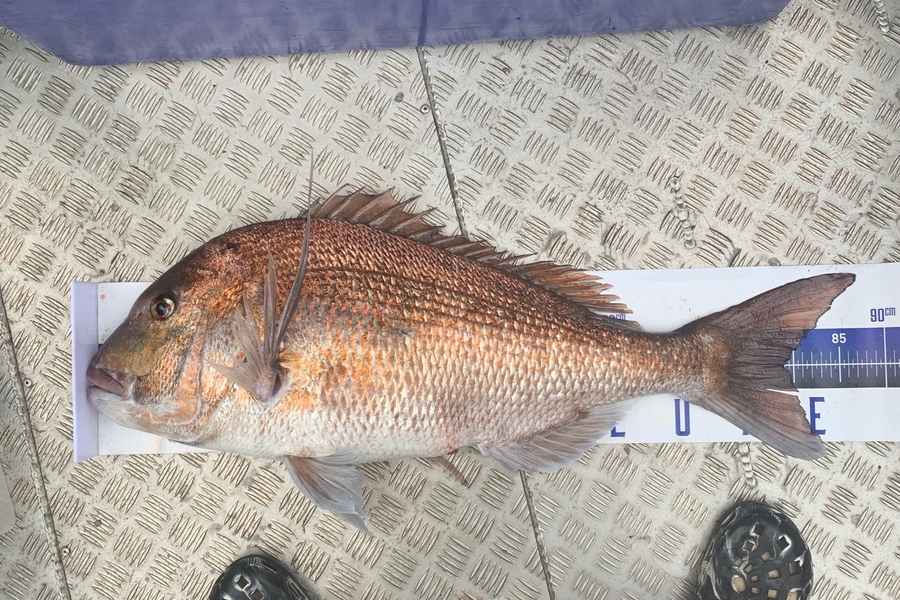 Matt Harrison caught this 79.0cm Snapper at Northland during The Export NZ Fishing Competition
