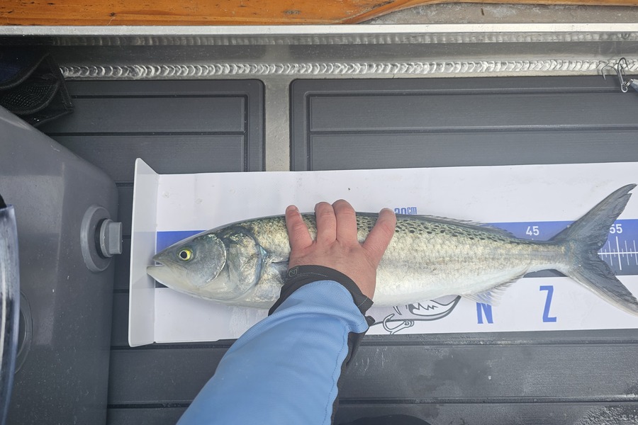 Gareth Halliburton caught this 52.5cm Kahawai at Coromandel during The Export NZ Fishing Competition