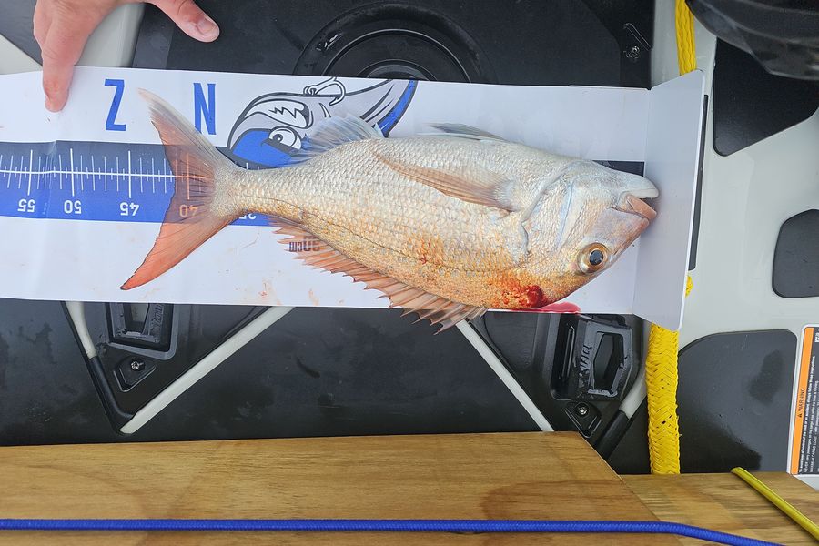 Gareth Halliburton caught this 41.0cm Snapper at Auckland during The Export NZ Fishing Competition