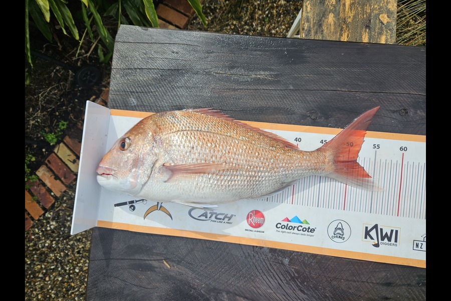 Tyler Davis caught this 51.0cm Snapper at Auckland during The Export NZ Fishing Competition