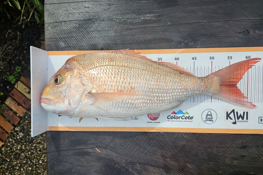 Tyler Davis caught this 56.5cm Snapper at Auckland during The Export NZ Fishing Competition