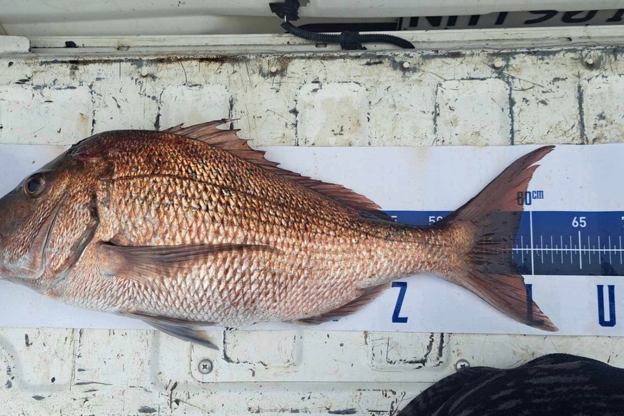 Trent Lee caught this 58.0cm Snapper at Northland during The Export NZ Fishing Competition