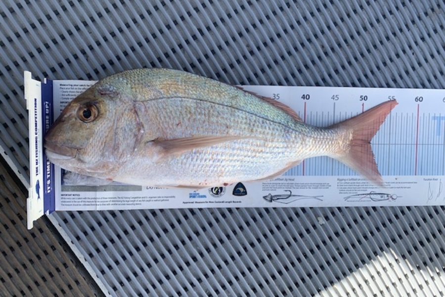 Stephen Attwood caught this 51.5cm Snapper at Northland during The Export NZ Fishing Competition