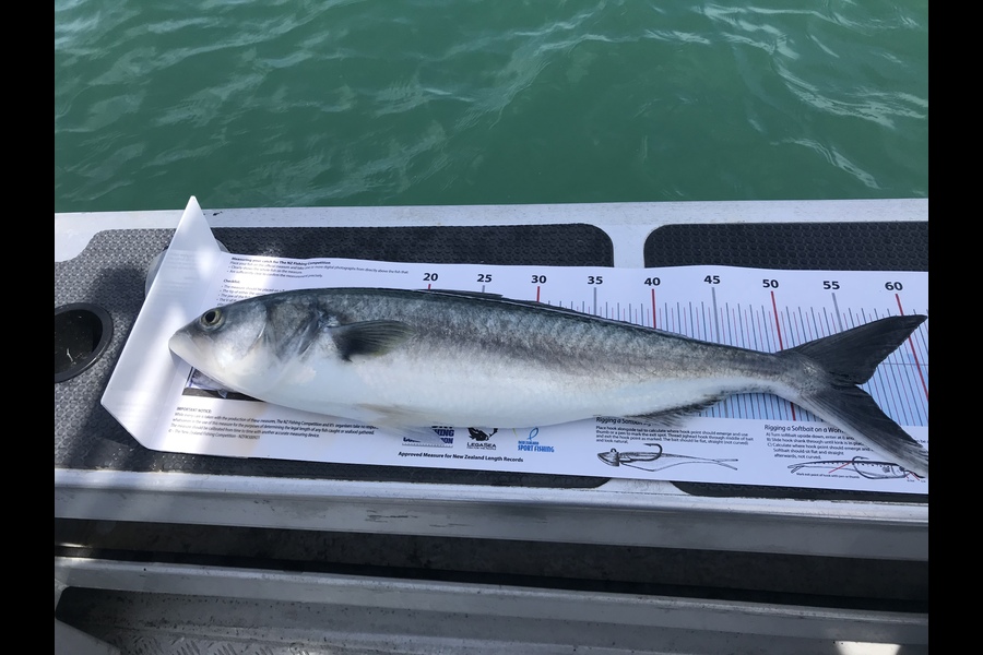 Damian  Twomey  caught this 55.0cm Kahawai at Wellington during The Export NZ Fishing Competition