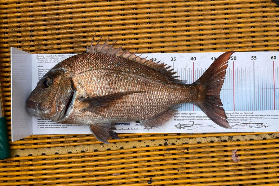 Chickita  Nathan caught this 46.5cm Snapper at Northland during The Export NZ Fishing Competition