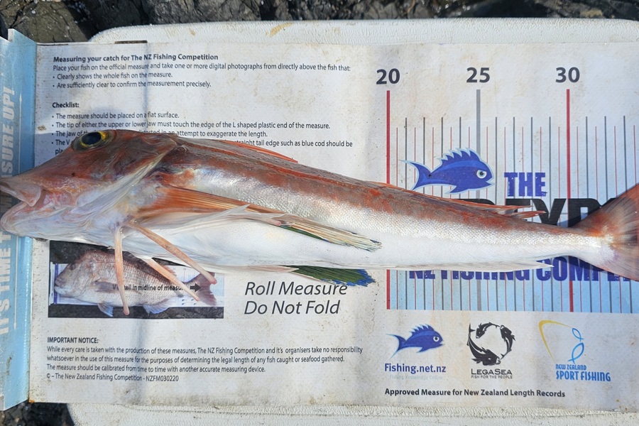 Otele Etuale caught this 36cm Gurnard at Auckland during The Export NZ Fishing Competition