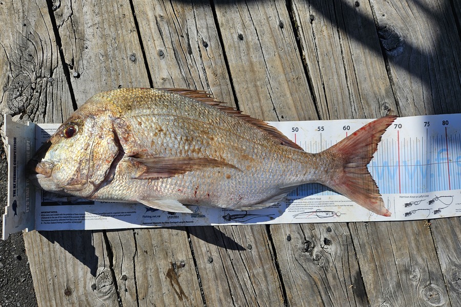 Glen Downie caught this 63.5cm Snapper at Northland during The Export NZ Fishing Competition