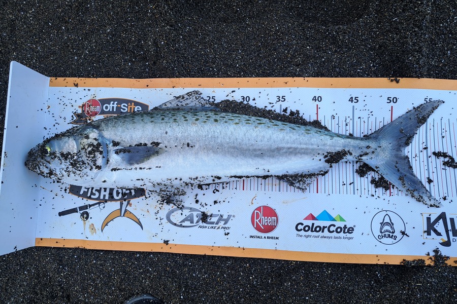 Harry Kovacs caught this 52.0cm Kahawai at Wellington during The Export NZ Fishing Competition
