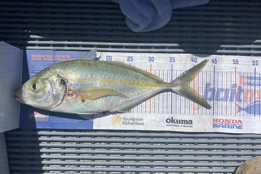Stephen  Saggers caught this 38.5cm Trevally at Northland during The Export NZ Fishing Competition