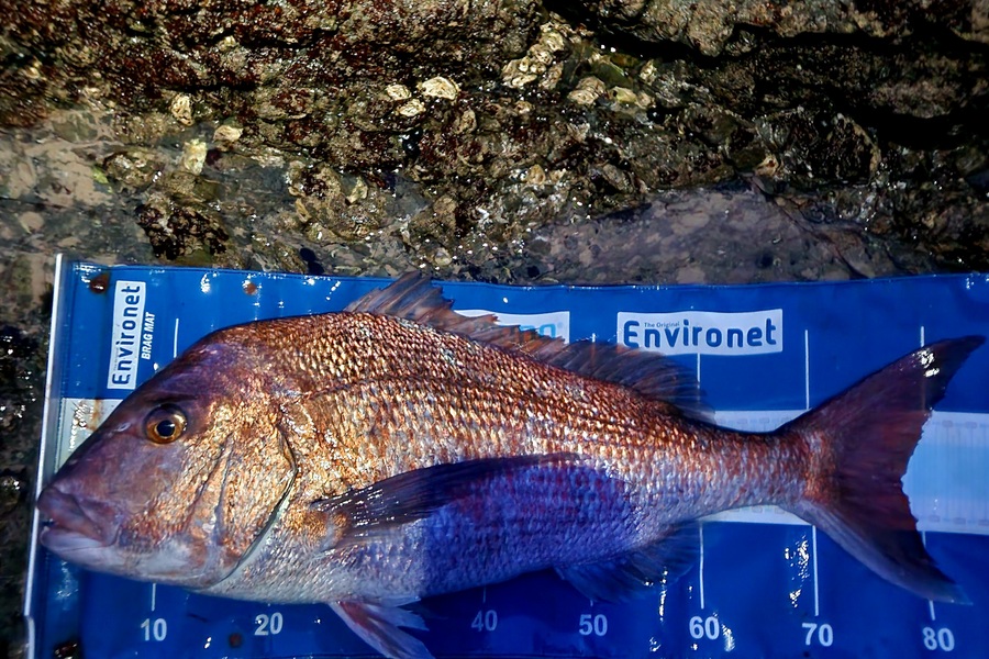 Levi Gibbs caught this 77cm Snapper at Northland during The Export NZ Fishing Competition