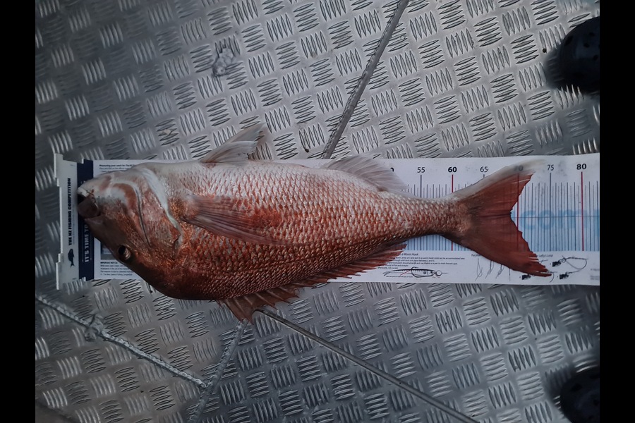 Hendrik Klopper caught this 69.0cm Snapper at Northland during The Export NZ Fishing Competition