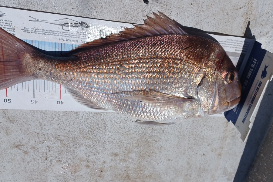 Chris Bancroft caught this 52cm Snapper at Northland during The Export NZ Fishing Competition