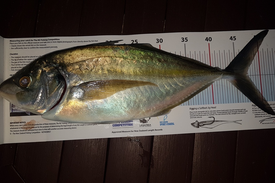 Paul  Alexander caught this 47.0cm Trevally at Northland during The Export NZ Fishing Competition